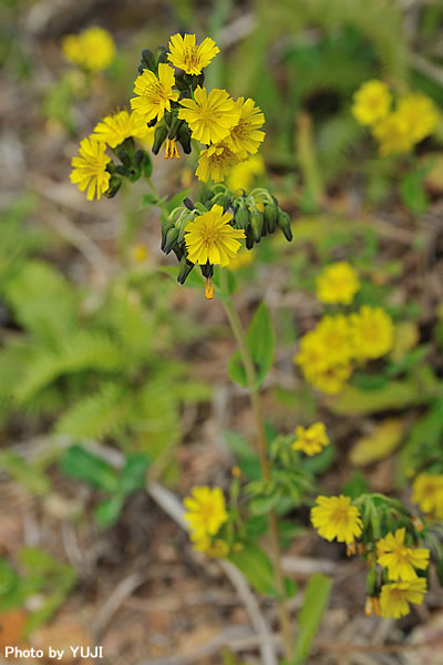 ホソバワダン Crepidiastrum lanceolatum