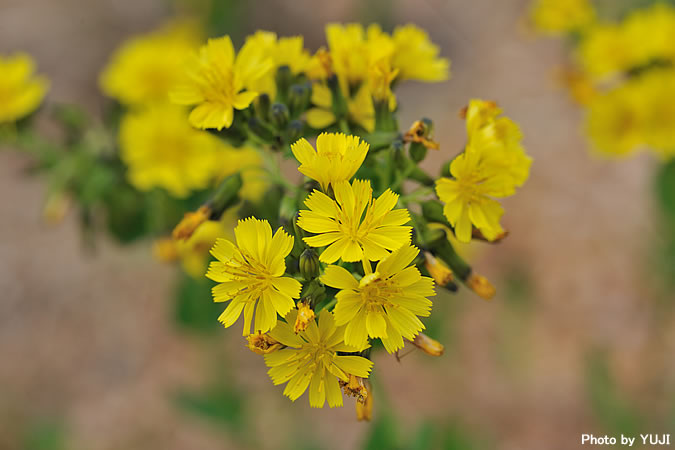 ホソバワダン Crepidiastrum lanceolatum