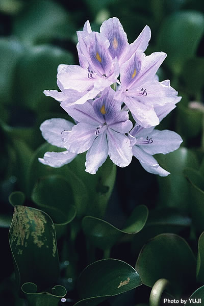 ホテイアオイ Eichhornia crassipes