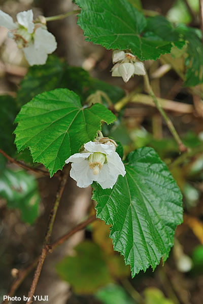 ホウロクイチゴ Rubus sieboldii