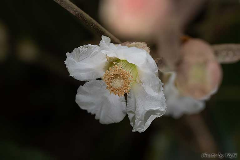 ホウロクイチゴ Rubus sieboldii