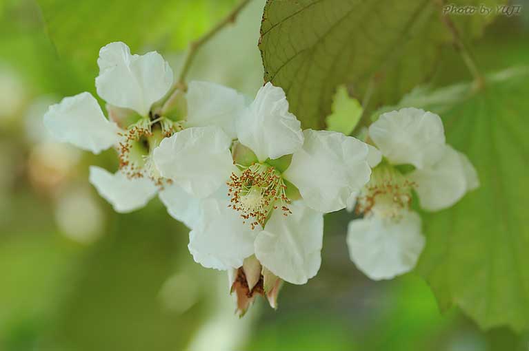 ホウロクイチゴ Rubus sieboldii