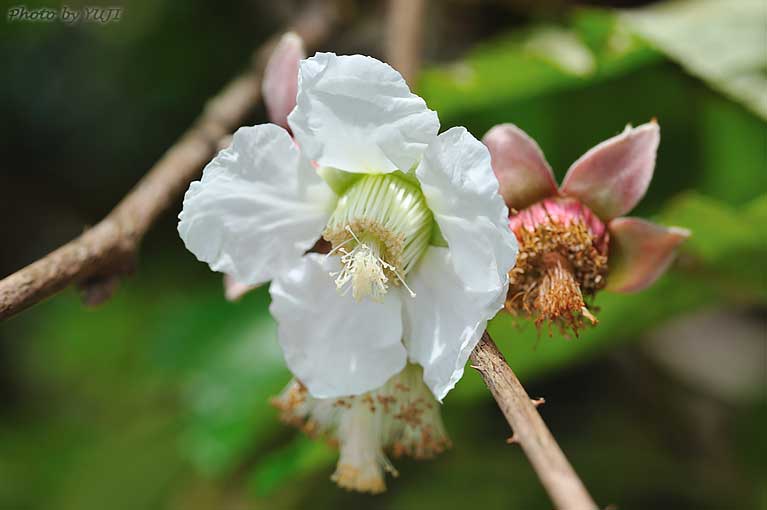 ホウロクイチゴ Rubus sieboldii