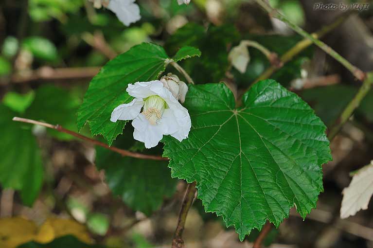 ホウロクイチゴ Rubus sieboldii