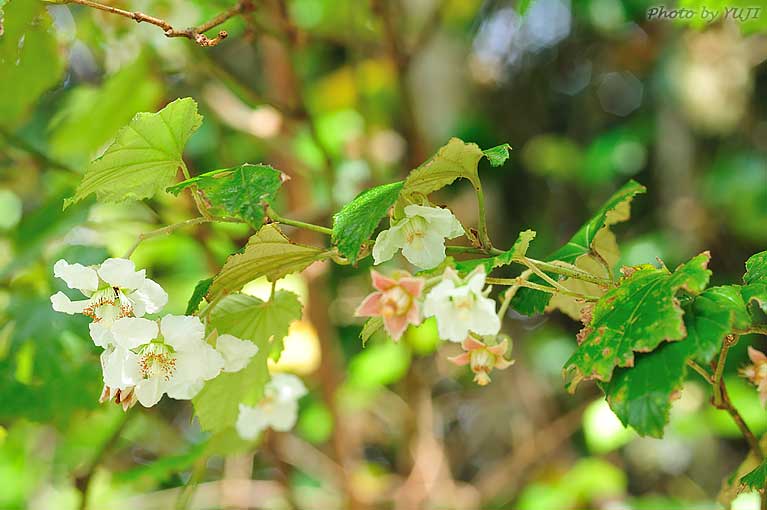 ホウロクイチゴ Rubus sieboldii