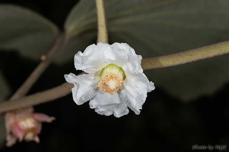 ホウロクイチゴ Rubus sieboldii