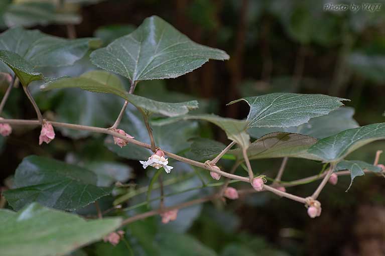 ホウロクイチゴ Rubus sieboldii