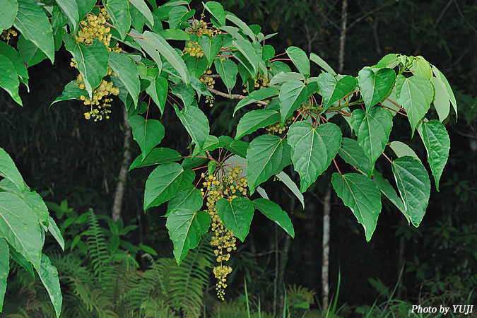 イイギリ Idesia Polycarpa 沖縄の維管束植物 花の図鑑 おきなわカエル商会