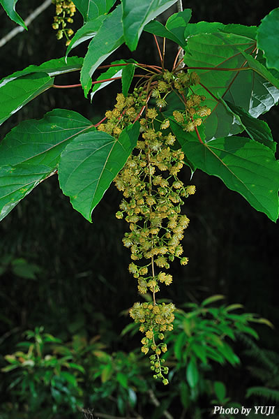 イイギリ Idesia polycarpa