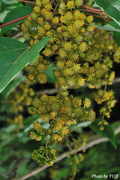 イイギリ Idesia polycarpa