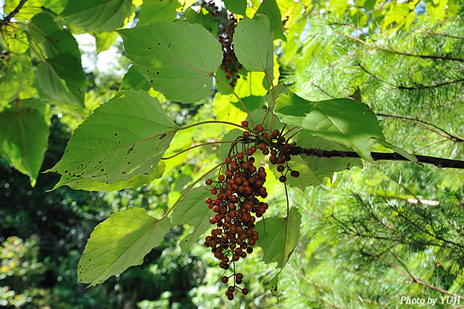 イイギリ Idesia polycarpa