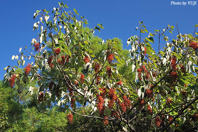 イイギリ Idesia polycarpa