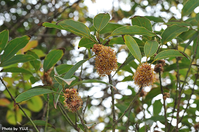 イヌガシ Neolitsea aciculata