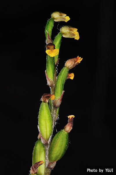 イシガキキヌラン Zeuxine gracilis var. sakagutii