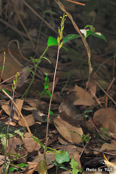 イシガキキヌラン Zeuxine gracilis var. sakagutii