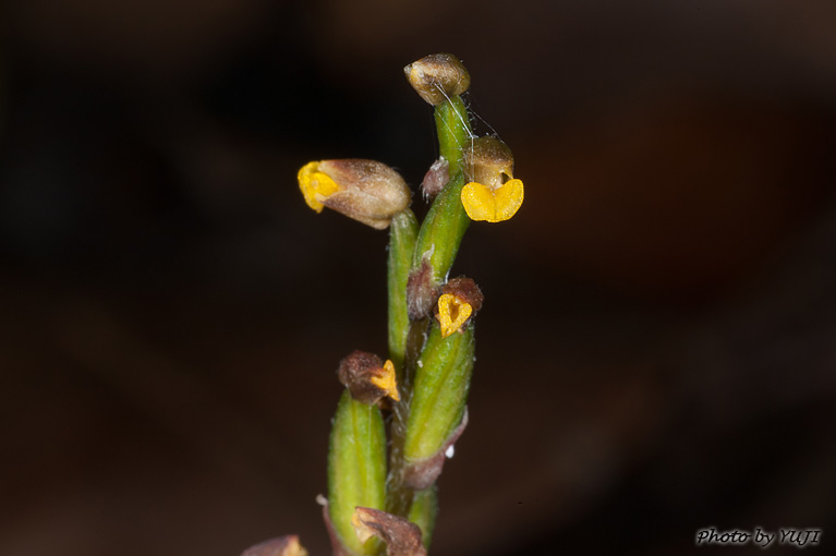 イシガキキヌラン Zeuxine gracilis var. sakagutii