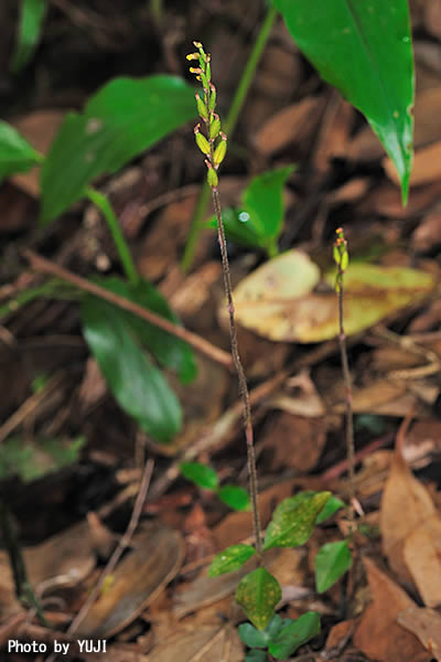 イシガキキヌラン Zeuxine gracilis var. sakagutii
