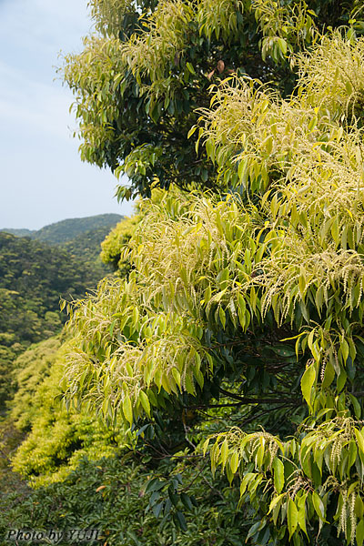 イタジイ（スダジイ、ナガジイ） Castanopsis sieboldii