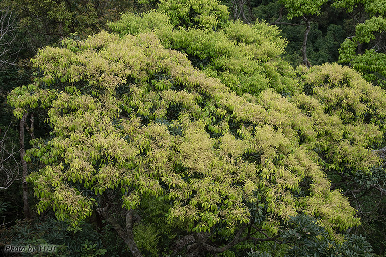 イタジイ（スダジイ、ナガジイ） Castanopsis sieboldii