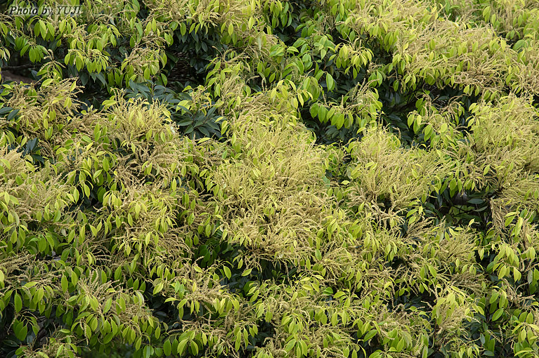 沖縄の維管束植物 やんばるの花々 沖縄の動物 植物達 沖縄動植物web図鑑 おきなわカエル商会