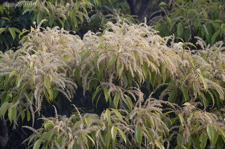 イタジイ（スダジイ、ナガジイ） Castanopsis sieboldii