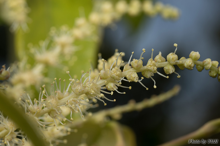 イタジイ（スダジイ、ナガジイ） Castanopsis sieboldii