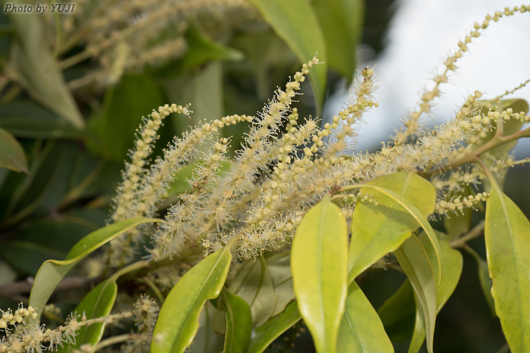 イタジイ（スダジイ、ナガジイ） Castanopsis sieboldii