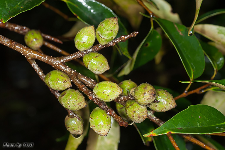 イタジイ（スダジイ、ナガジイ） Castanopsis sieboldii