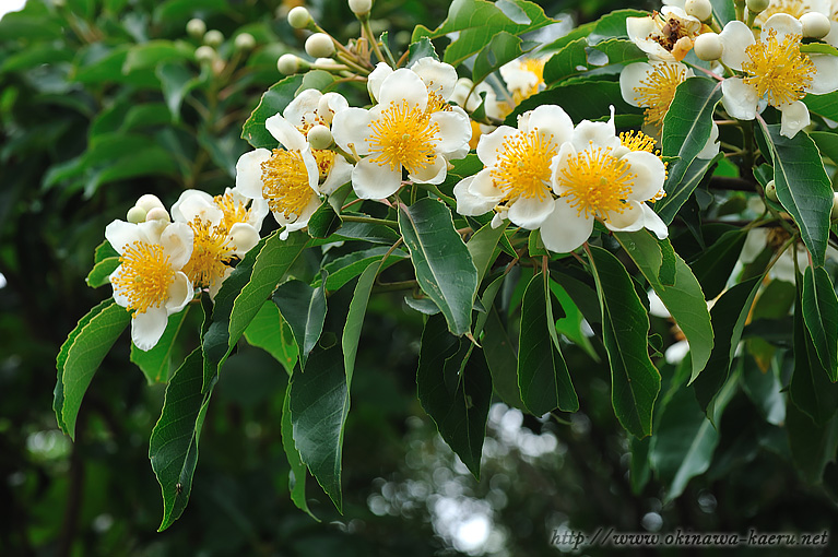 イジュ Schima wallichii subsp. noronhae