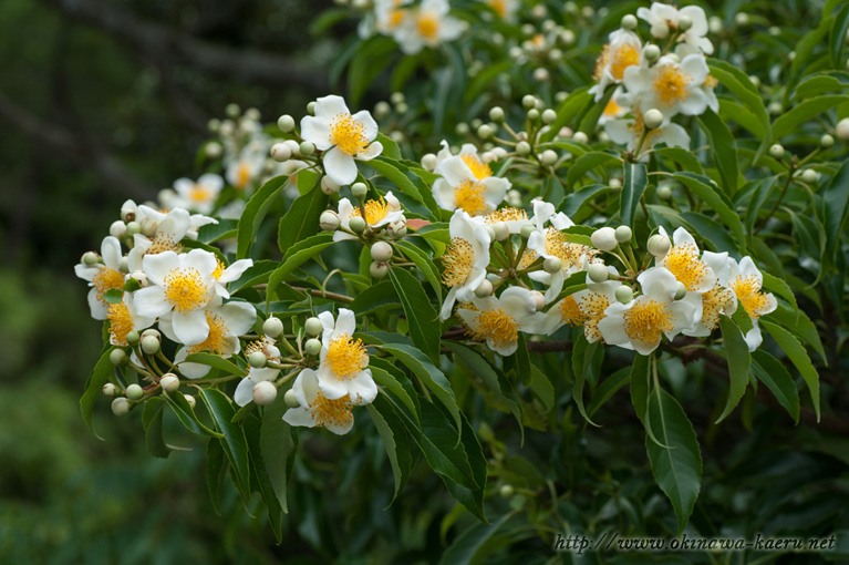 イジュ Schima wallichii subsp. noronhae