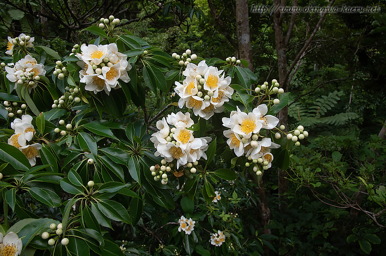 イジュ Schima wallichii subsp. noronhae