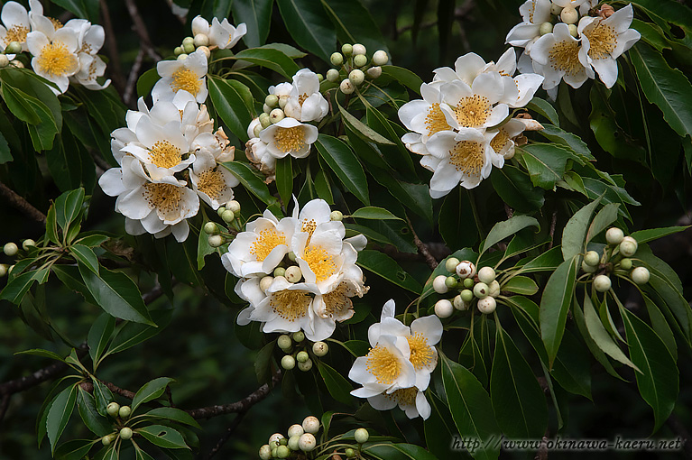 イジュ Schima wallichii subsp. noronhae