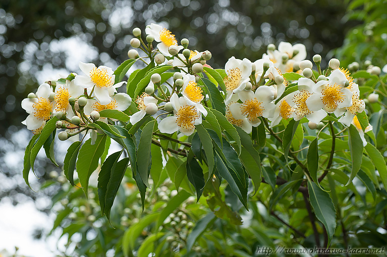 イジュ Schima wallichii subsp. noronhae