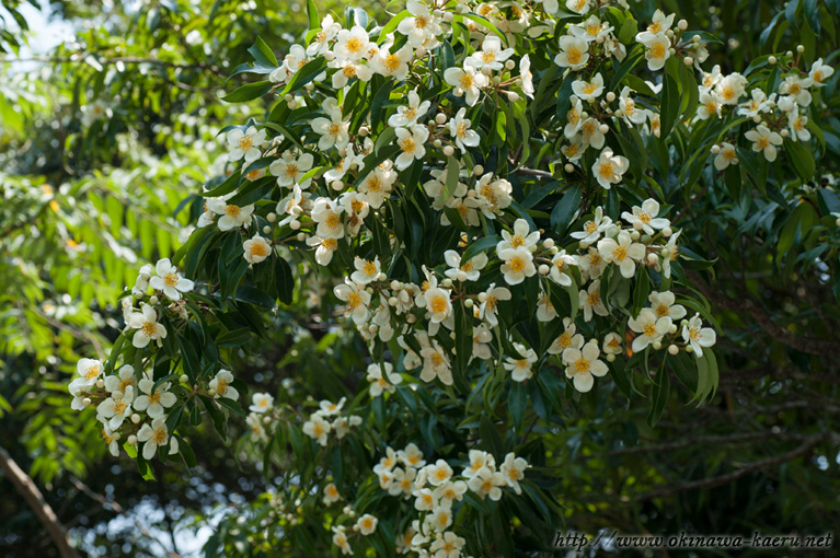 イジュ Schima wallichii subsp. noronhae