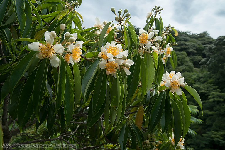 イジュ Schima wallichii subsp. noronhae