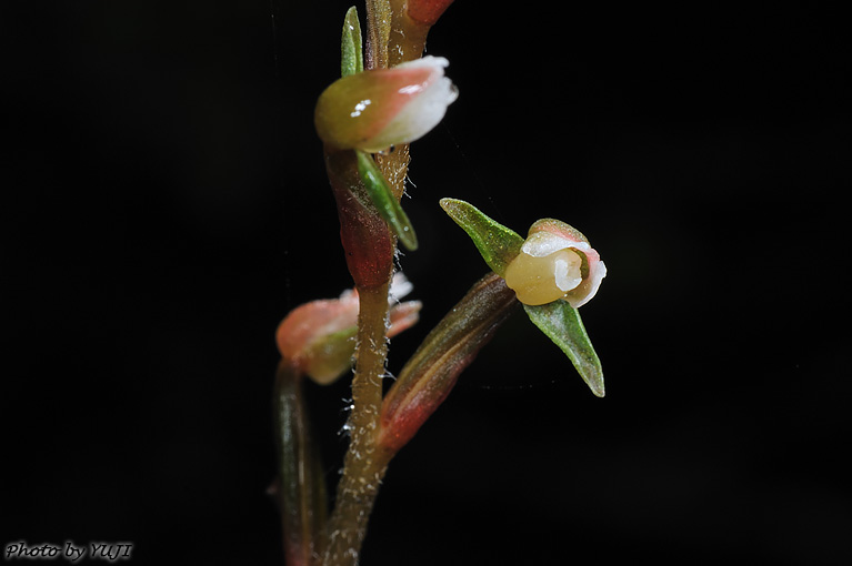 カゲロウラン Zeuxine agyokuana