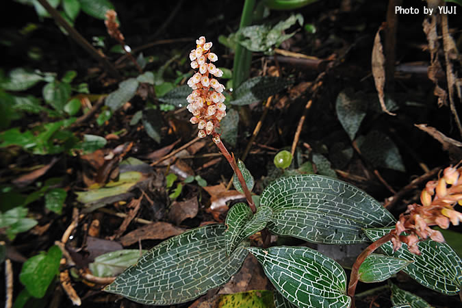 カゴメラン Goodyera hachijoensis var. matsumurana