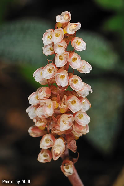 カゴメラン Goodyera hachijoensis var. matsumurana