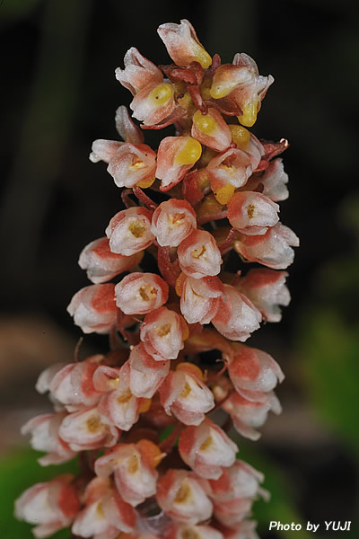 カゴメラン Goodyera hachijoensis var. matsumurana