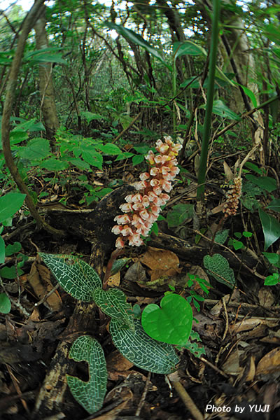 カゴメラン Goodyera hachijoensis var. matsumurana