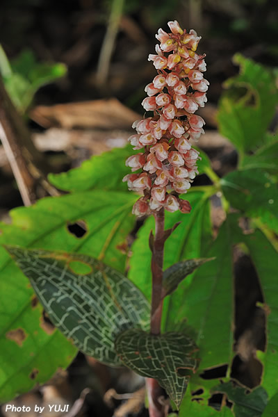 カゴメラン Goodyera hachijoensis var. matsumurana