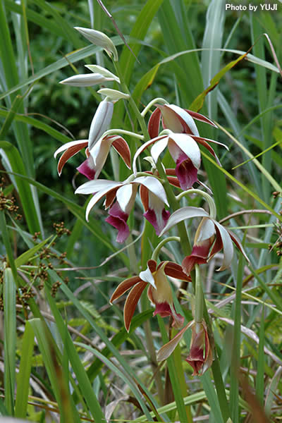 カクチョウラン Phaius tankervilleae