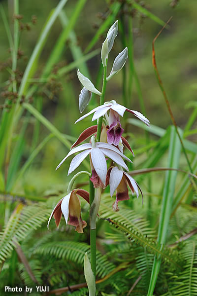 カクチョウラン Phaius tankervilleae