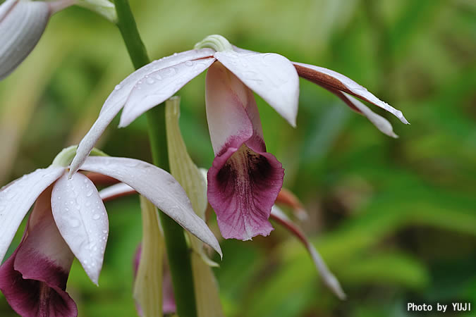 カクチョウラン Phaius tankervilleae