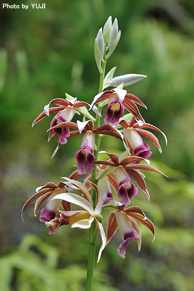 カクチョウラン Phaius tankervilleae