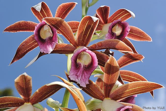 カクチョウラン Phaius tankervilleae