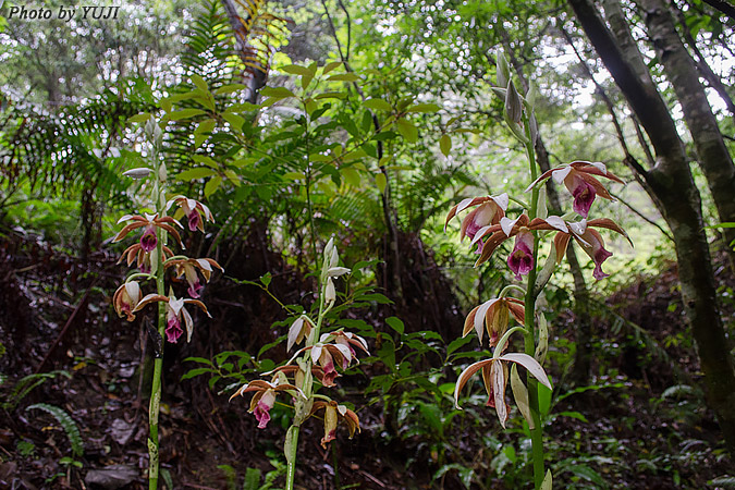 カクチョウラン Phaius tankervilleae