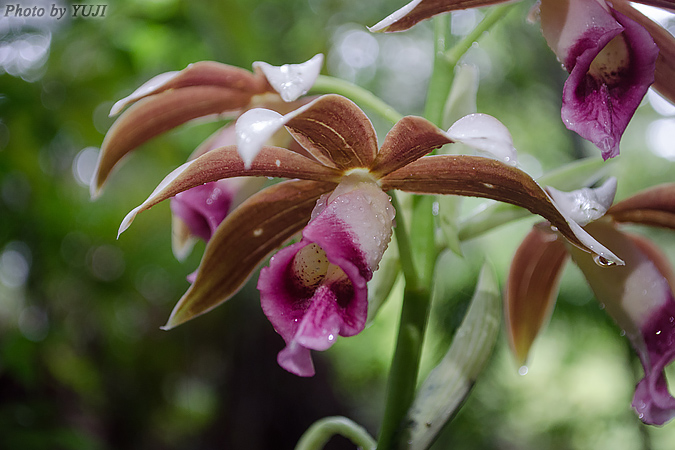 カクチョウラン Phaius tankervilleae