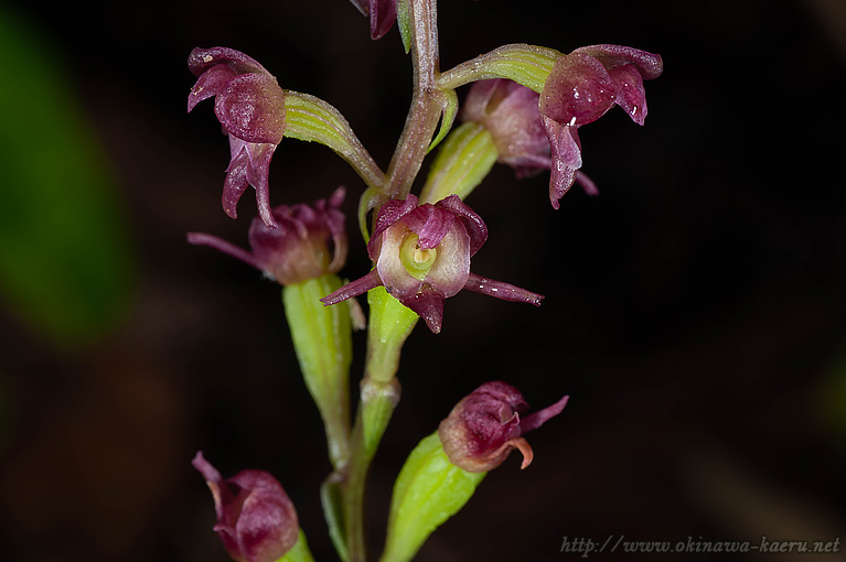 カンダヒメラン Crepidium kandae