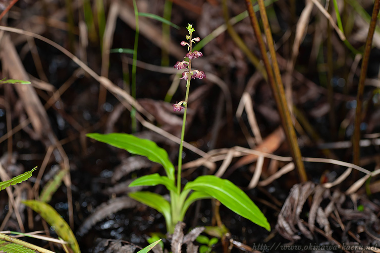 カンダヒメラン Crepidium kandae